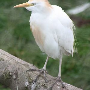 Cattle Egret, 1st September 2014