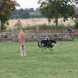The Lost Kingdom paddock, 1st September 2014
