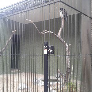 Spectacled owl aviary