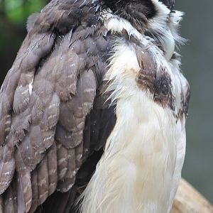 Spectacled owl sleeping