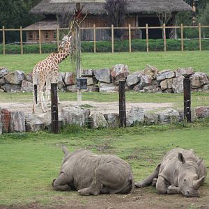 A true zoo scene, 1st September 2014