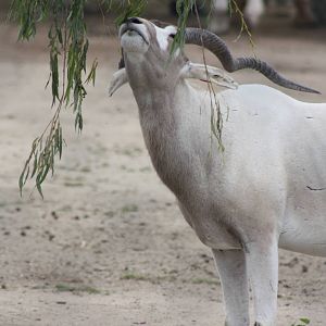 Addax, 1st September 2014