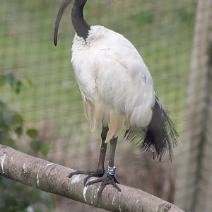 Sacred Ibis, 1st September 2014