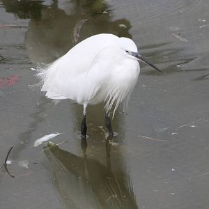 Little Egret, 1st September 2014