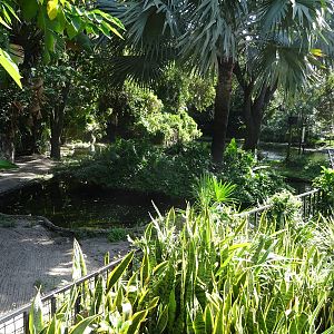 American Alligator Exhibit at Busch Gardens Tampa