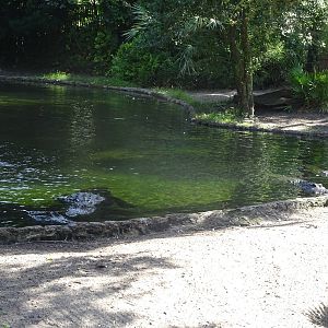 American Alligator Exhibit at Busch Gardens Tampa