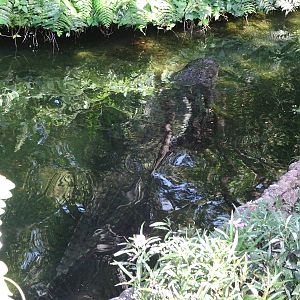 American Alligator at Busch Gardens Tampa