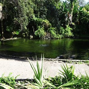 American Alligator Exhibit at Busch Gardens Tampa