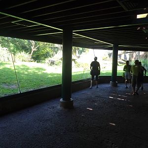 Chimpanzee Exhibit Viewing Area at Busch Gardens Tampa