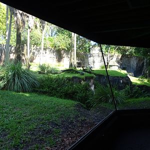 Chimpanzee Exhibit at Busch Gardens Tampa