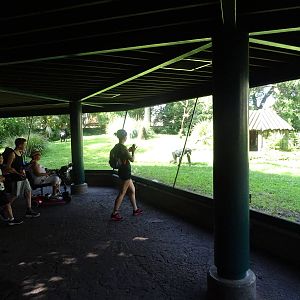 Chimpanzee Exhibit Viewing Area at Busch Gardens Tampa