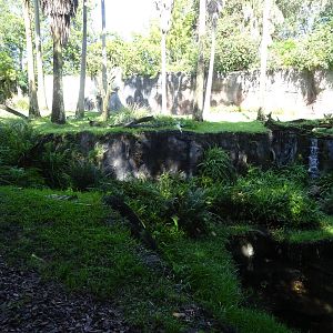 Chimpanzee Exhibit at Busch Gardens Tampa