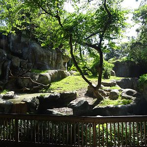 Gorilla Exhibit at Busch Gardens Tampa