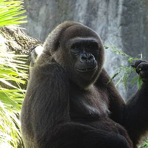 Western Lowland Gorilla at Busch Gardens Tampa