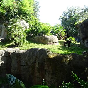 Gorilla Exhibit at Busch Gardens Tampa