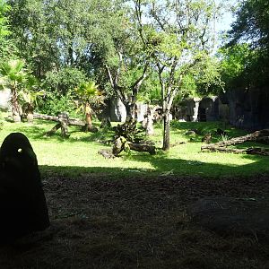 Gorilla Exhibit at Busch Gardens Tampa
