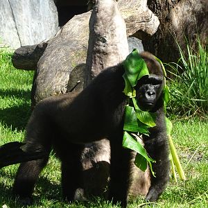 Western Lowland Gorilla at Busch Gardens Tampa