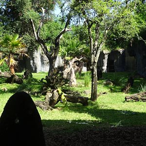 Gorilla Exhibit at Busch Gardens Tampa