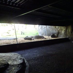 Gorilla Exhibit Viewing Area at Busch Gardens Tampa