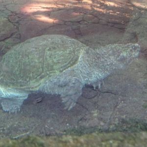 Florida Snapping Turtle at Busch Gardens Tampa