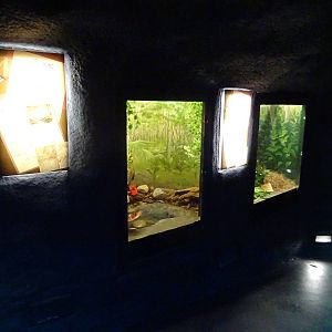 Pixie Frog and Ratsnake Exhibits at Busch Gardens Tampa