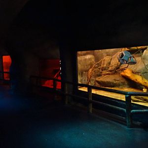General View of Curiosity Caverns at Busch Gardens Tampa