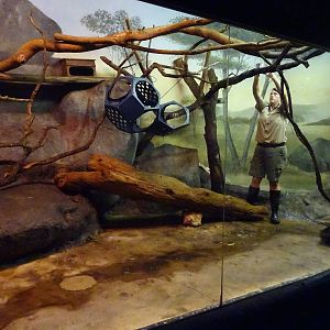 Kinkajou Exhibit at Busch Gardens Tampa