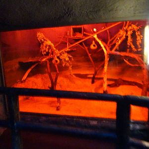 Greater Bushbaby Exhibit at Busch Gardens Tampa