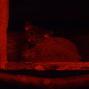 Greater Bushbaby at Busch Gardens Tampa