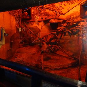 Two-Toed Sloth Exhibit at Busch Gardens Tampa