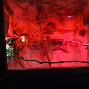 Lesser Bushbaby Exhibit at Busch Gardens Tampa