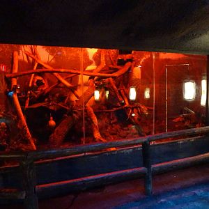 Slow Loris Exhibit at Busch Gardens Tampa