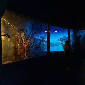 Leaf-nosed Fruit Bat Exhibit at Busch Gardens Tampa