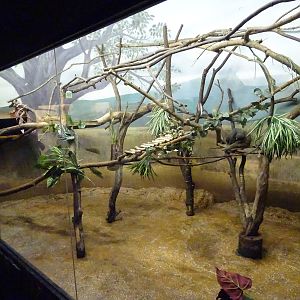 Mongoose Lemur Exhibit at Busch Gardens Tampa