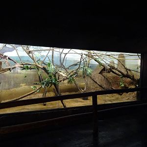 Cotton-top Tamarin Exhibit at Busch Gardens Tampa
