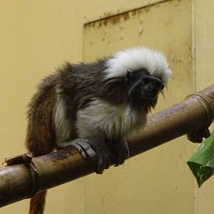 Cotton-top Tamarin at Busch Gardens Tampa