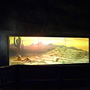 Gila Monster Exhibit at Busch Gardens Tampa