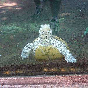 Diamondback Terrapin at Busch Gardens Tampa