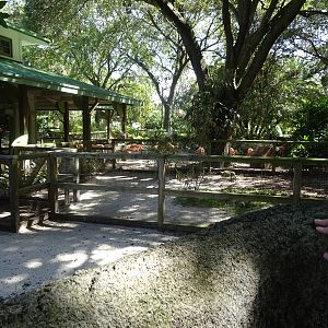 Flamingo Paddocks at Busch Gardens Tampa
