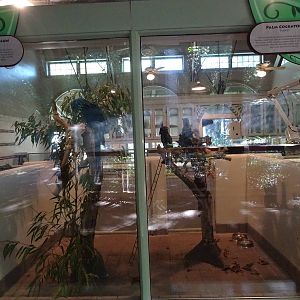 Hyacinth Macaw / Palm Cockatoo Exhibits at Busch Gardens Tampa