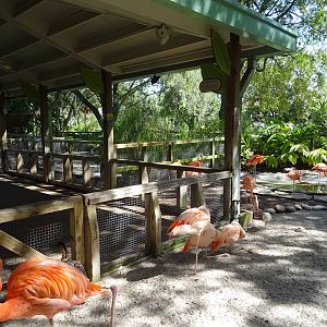 Flamingo Paddock at Busch Gardens Tampa