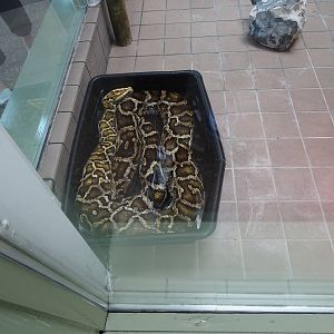 Burmese Python at Busch Gardens Tampa