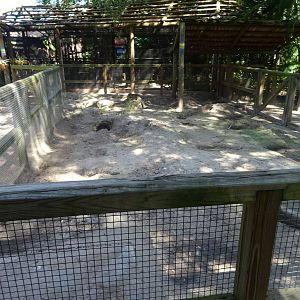 Aardvark Exhibit at Busch Gardens Tampa