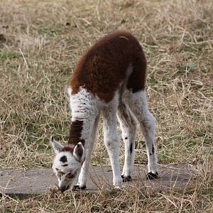 The baby has found a plinth!! 12th September 2014
