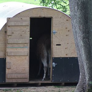 Brenda is munching hay in the shelter, 12th September 2014