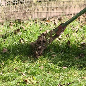 The leaves are raked, 12th September 2014