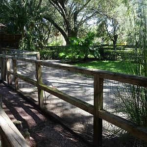 Grey Crowned Crane Exhibit at Busch Gardens Tampa
