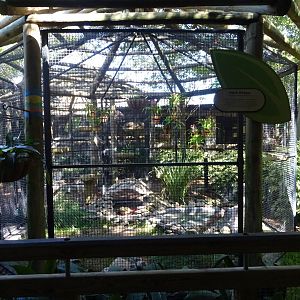 Rock Hyrax Exhibit at Busch Gardens Tampa