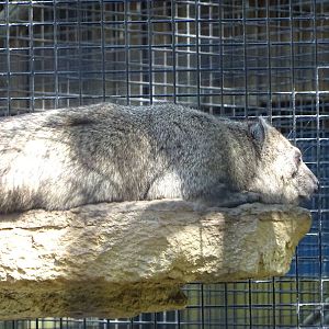 Rock Hyrax at Busch Gardens Tampa