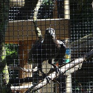 White-Necked Raven at Busch Gardens Tampa